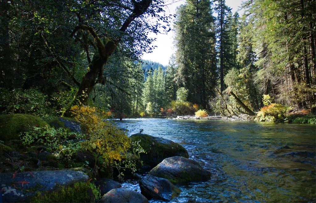 The clear blue-green McKenzie River flowing over boulders through a dense conifer forest in Oregon.