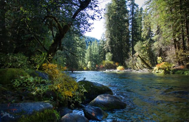 The clear blue-green McKenzie River flowing over boulders through a dense conifer forest in Oregon.