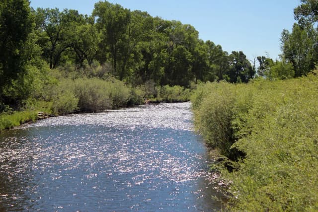 A sunlit stretch of the Conejos River lined with willows and cottonwoods in southern Colorado.