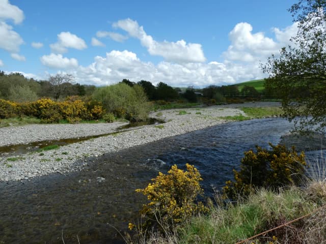 A wide, shallow stretch of the Afon Ystwyth flowing past a gravel bar with yellow-flowering gorse bushes and green hills under a blue sky.