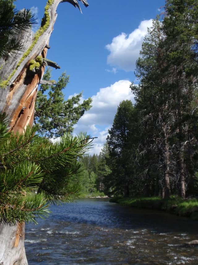 Little Truckee River — Upper little truckee river