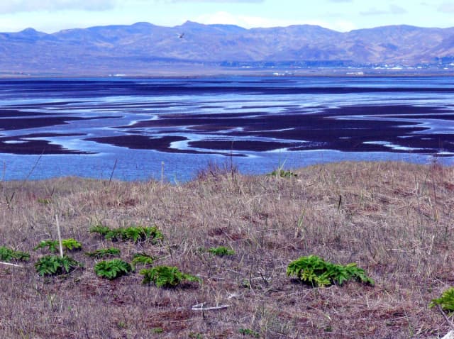 Photo of Ölfusá
