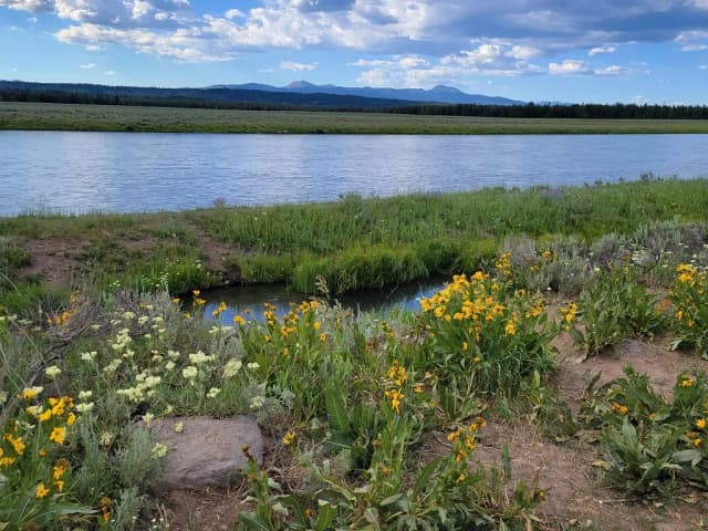 A broad, calm stretch of the Henrys Fork river bordered by wildflower meadow, with distant mountains under a partly cloudy sky.
