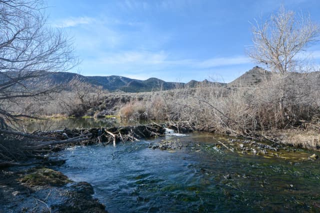 A clear mountain river flows past a beaver dam of woven branches, framed by bare cottonwood trees and dry desert hills under a blue sky