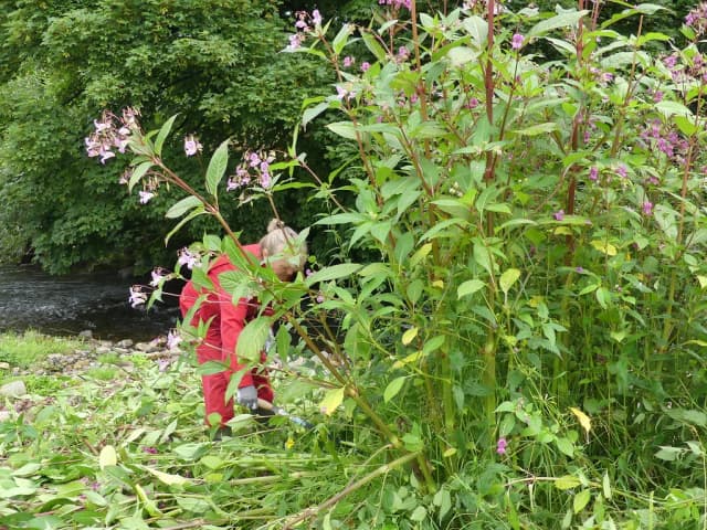 A volunteer in red overalls clears Himalayan balsam plants beside the flowing River Fiddich, with wooded banks and shallow rocky water visible.