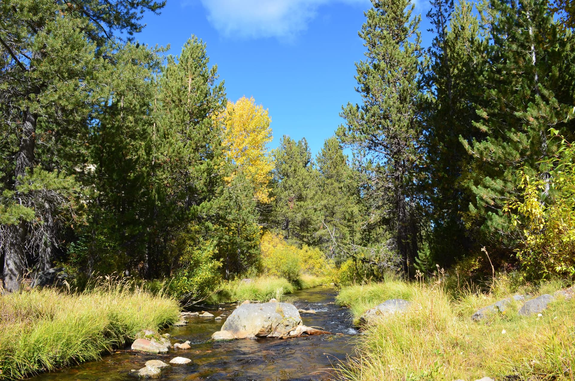 Autumn colours along Hat Creek in Lassen Volcanic National Park, golden foliage reflected in the creek.