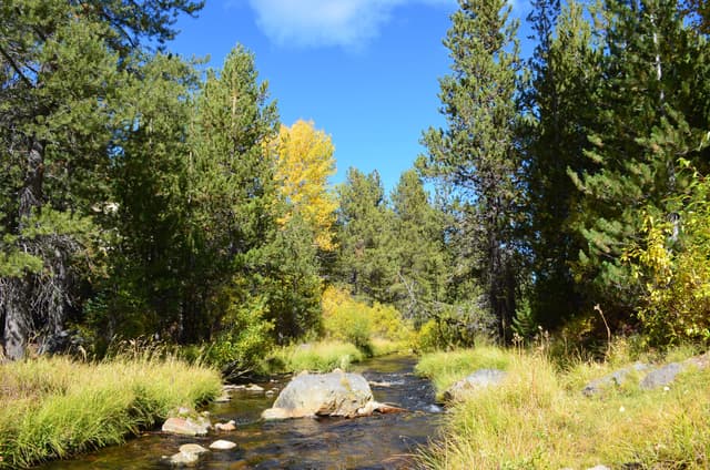 Autumn colours along Hat Creek in Lassen Volcanic National Park, golden foliage reflected in the creek.