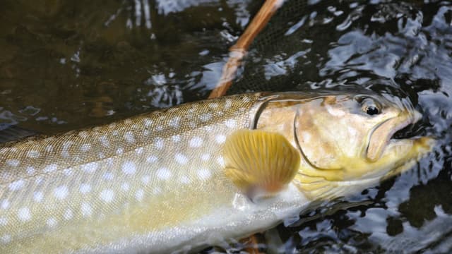 An amemasu (white-spotted char) from Lake Akan