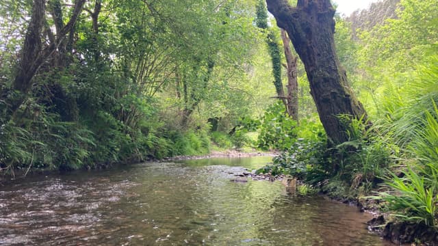 Libardon