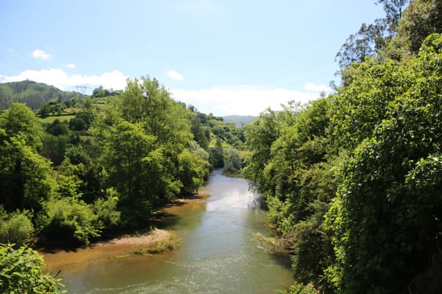 The Nalón flowing through riparian forest on the Camino de San Salvador, Asturias.