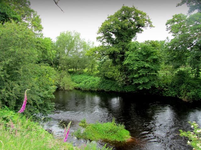 The River Nidd running through green summer meadows between Hampsthwaite and Birstwith with wooded banks.