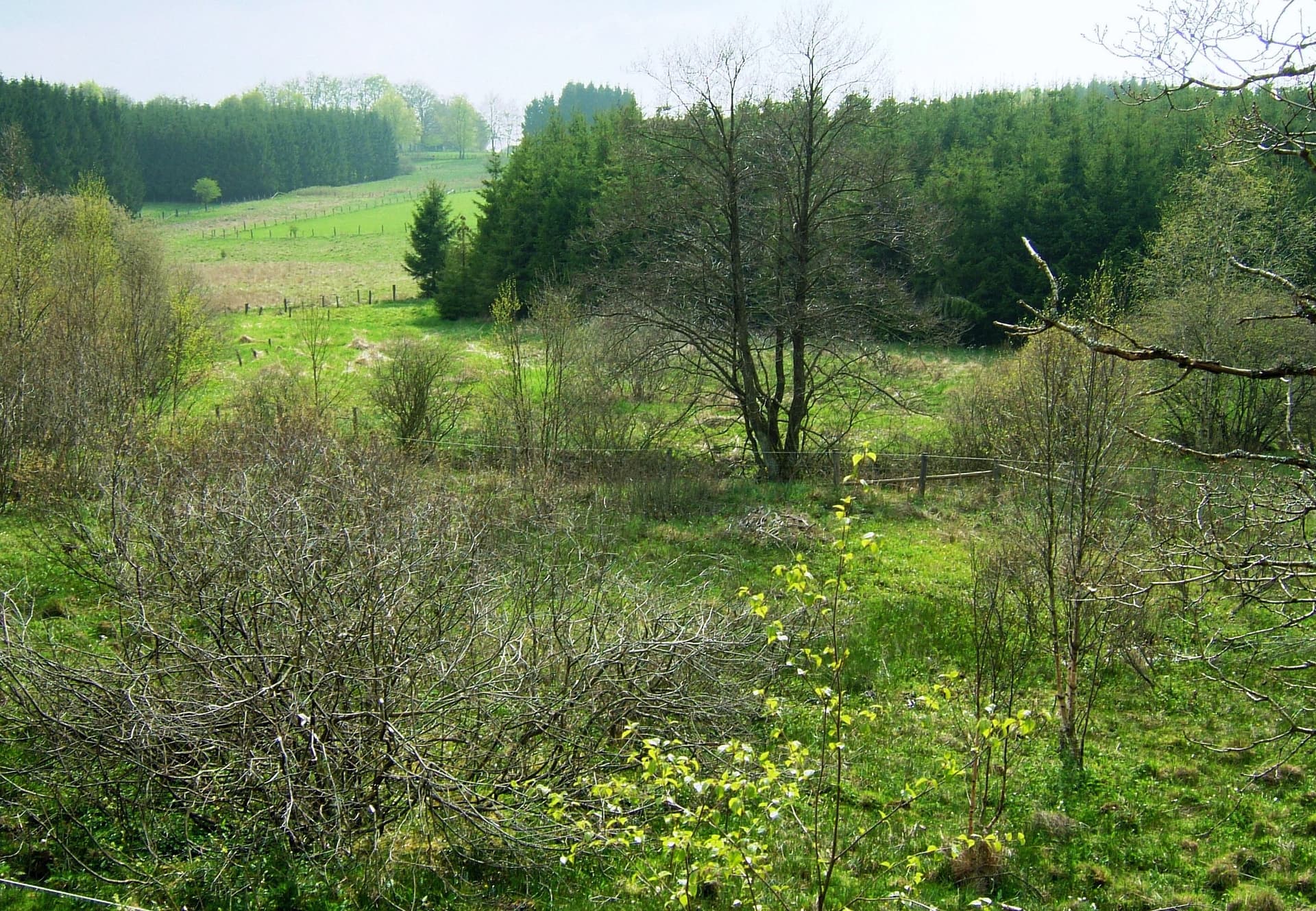 Holzwarchetal – Bachverlauf in der Bildmitte