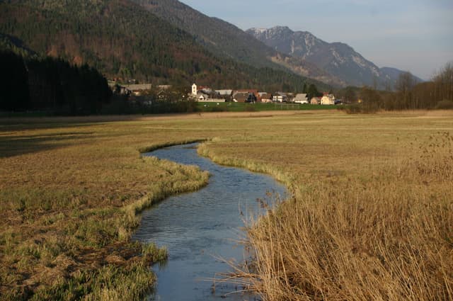 The young river channel of the Sava Dolinka at Zelenci, just below the spring, through wetland sedge.