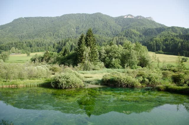 The Zelenci spring pool, source of the Sava Dolinka, crystal-clear turquoise water surrounded by reed beds.