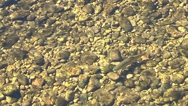 Mr Trout