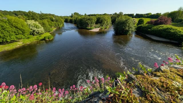 River Slaney at Scarawalsh Bridge — broad freestone pool with wooded banks