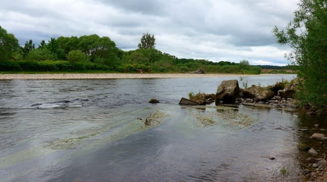 Broad flow of the River Spey downstream of Fochabers, a wide river channel in summer light.