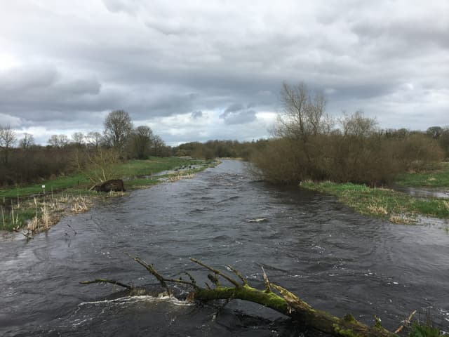 The River Suir near Holycross, a wide glide with overhanging trees on the far bank.