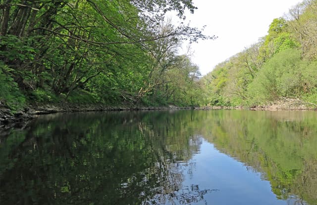 The River Teifi flowing through a wooded gorge below Cilgerran, steep tree-lined banks reflected in dark water.