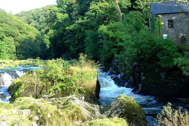 Cenarth Falls on the River Teifi with the historic water mill on the far bank, the river rushing white over ledges.