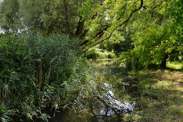 The River Test flowing through the grounds of Houghton Lodge Gardens near Stockbridge in summer.