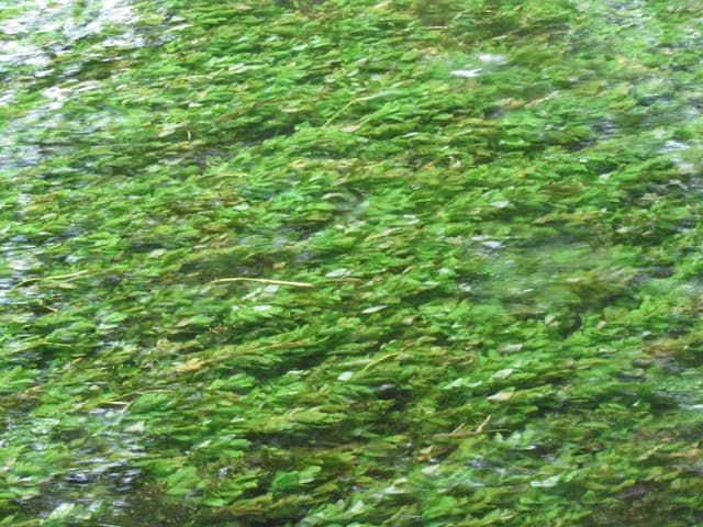 Gin-clear chalk-stream water of the River Test flowing past a fishing hut at Mottisfont, with aquatic weed visible.