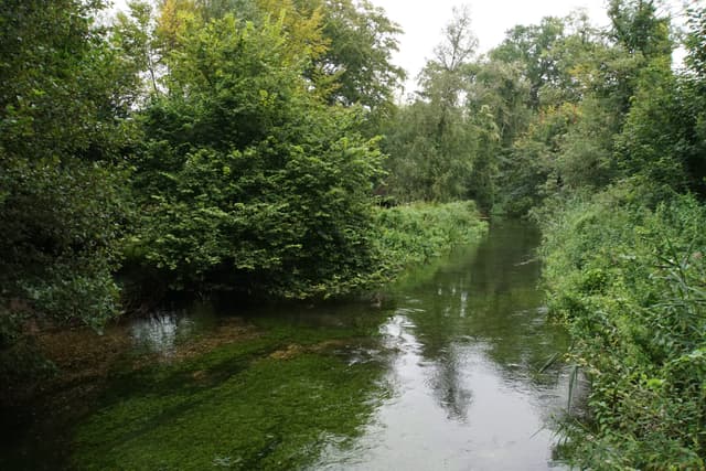 An upstream view along the River Test near Mottisfont, clear chalk-stream water flanked by woodland.