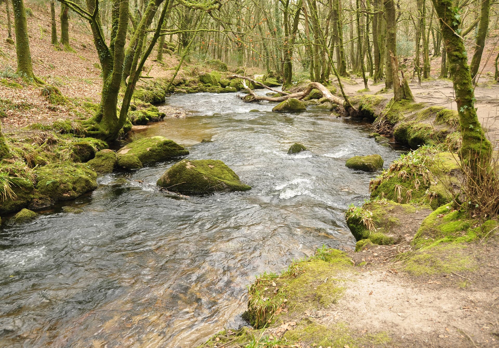 River Fowey in Draynes Wood