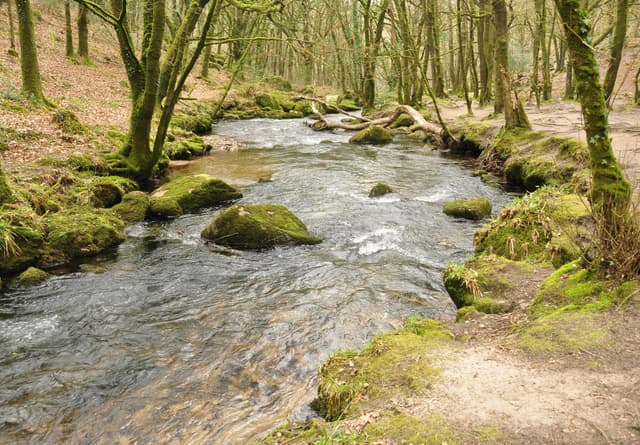 River Fowey in Draynes Wood