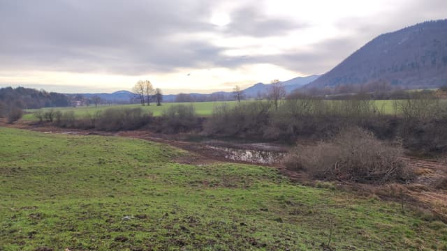 The Unica's eastern distributary flowing across the flat Planina karst plain, reed-fringed banks under open sky.