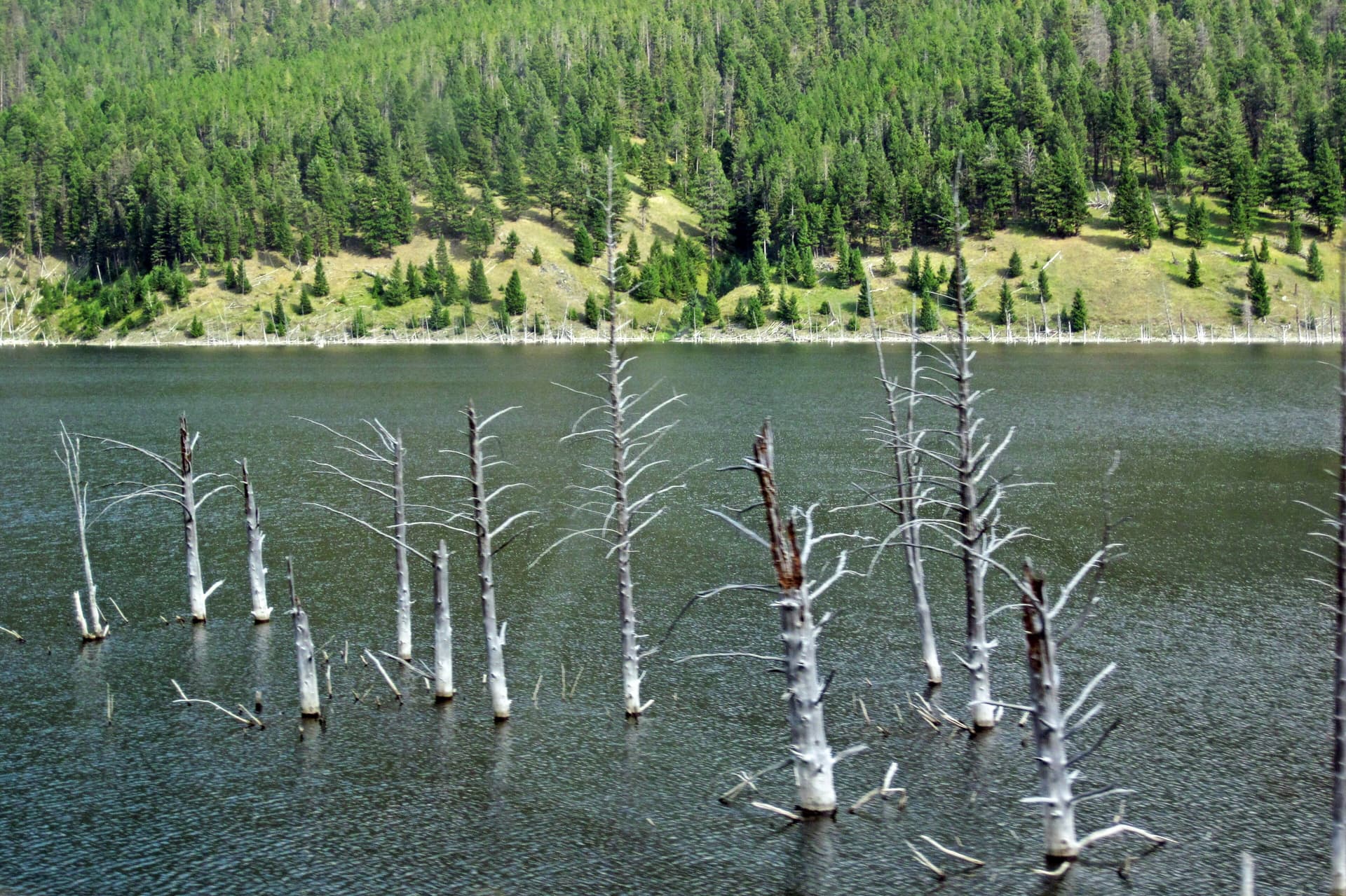 Earthquake Lake (Madison County, Montana, USA) 8