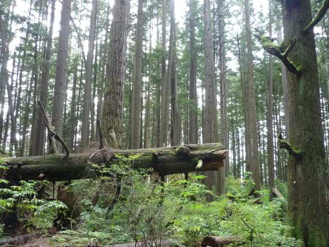 Capilano River