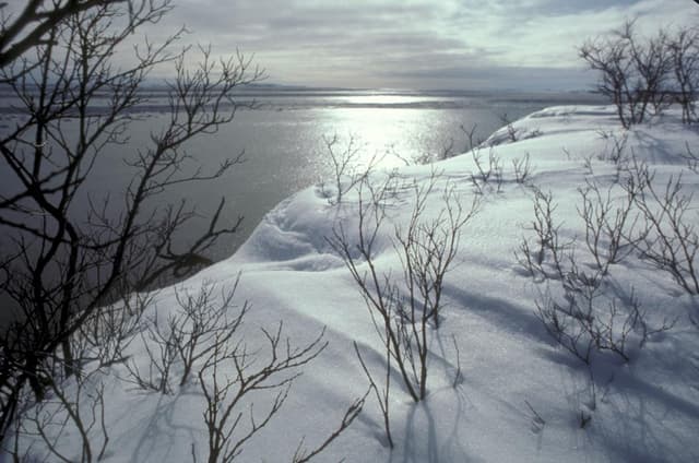 Shore of Nushagak Bay-River - DPLA - 009274b171bd5501e8e02f280454407e