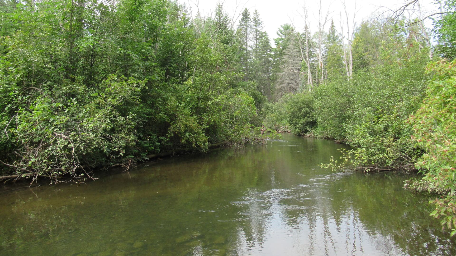 Rifle River (Michigan) August 2021