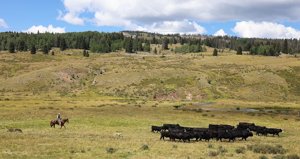 Cattle drive (Rio de los Pinos, Conejos County, CO)