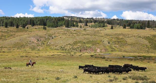 Cattle drive (Rio de los Pinos, Conejos County, CO)