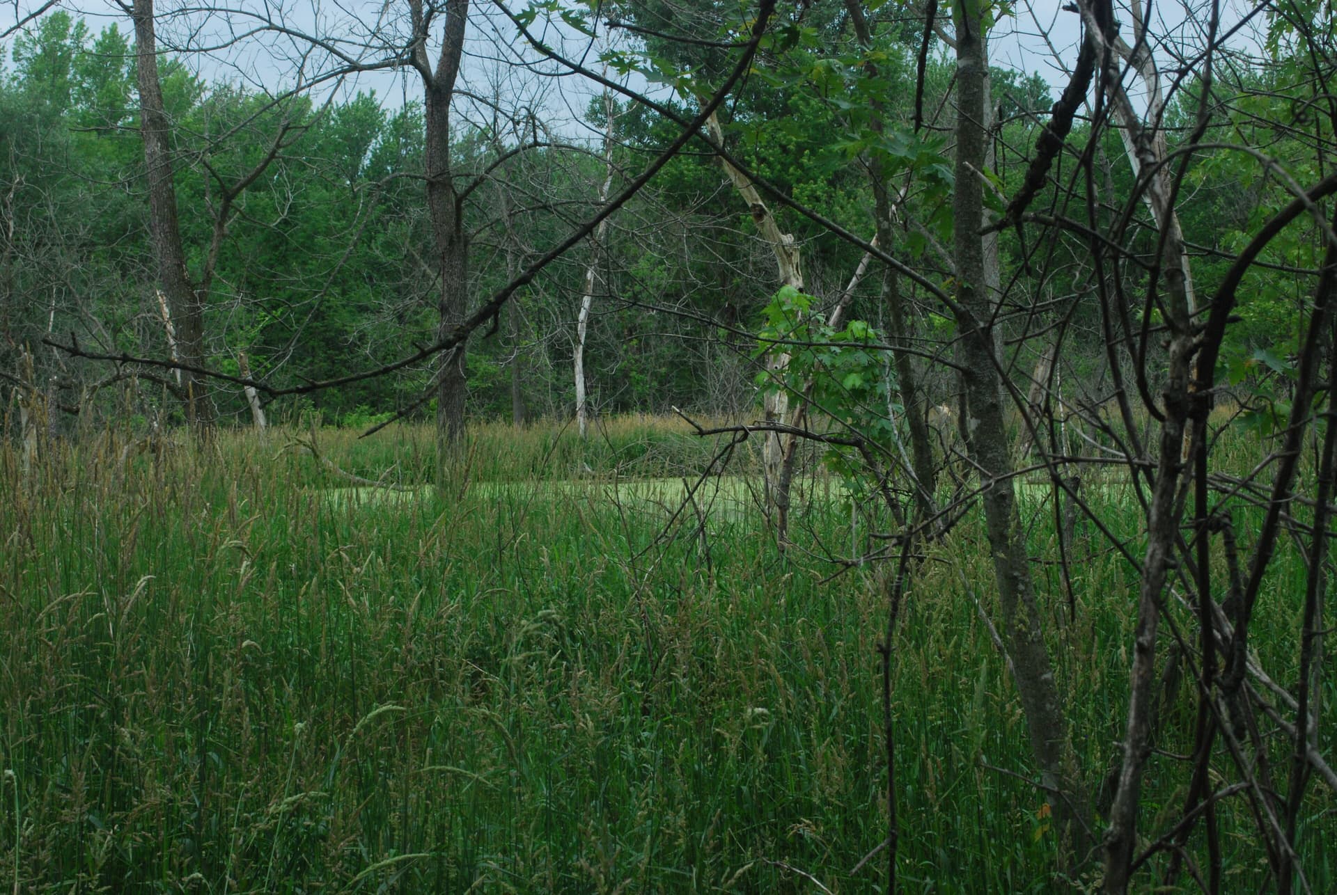 Rush Creek