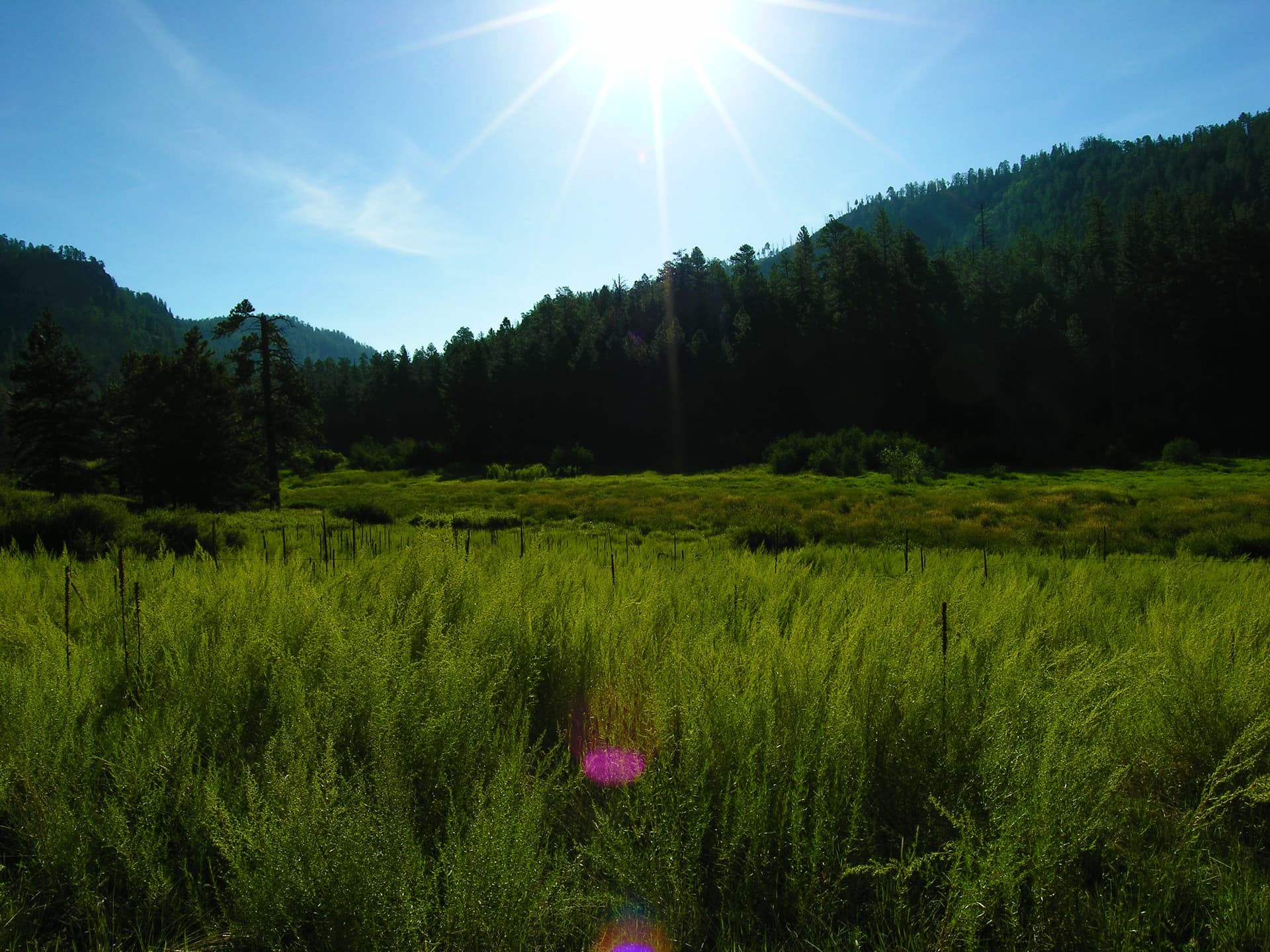 Jemez San Antonio Creek meadow