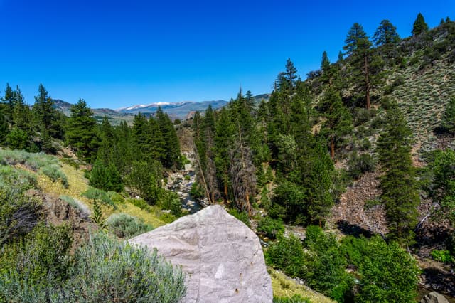 Leavitt Meadow-West Walker River