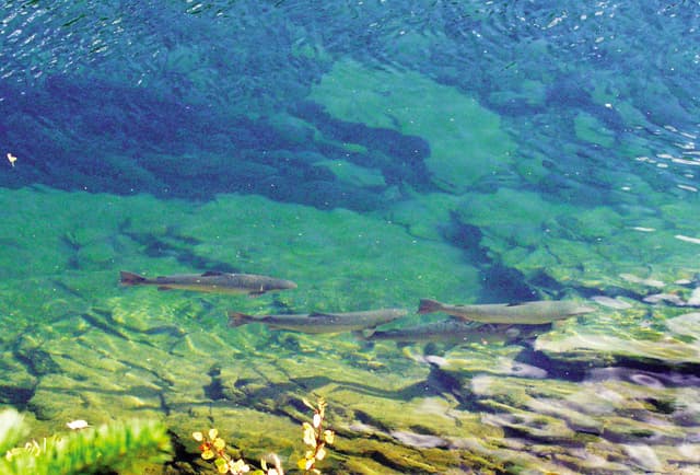 York-gaspe-atlanticsalmon