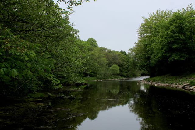 A wide, calm reach of the River Wear downstream from Wolsingham with wooded valley sides.