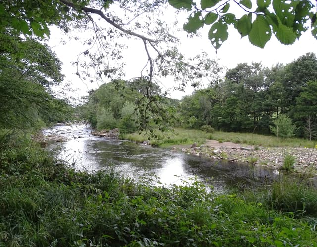 The River Wear flowing through open countryside near Wolsingham, Weardale, with tree-lined banks and rippling shallows.