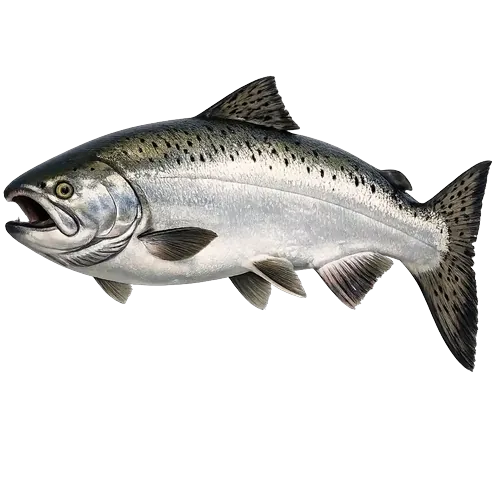 Chinook Salmon