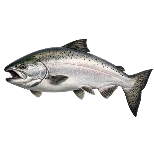 Coho Salmon