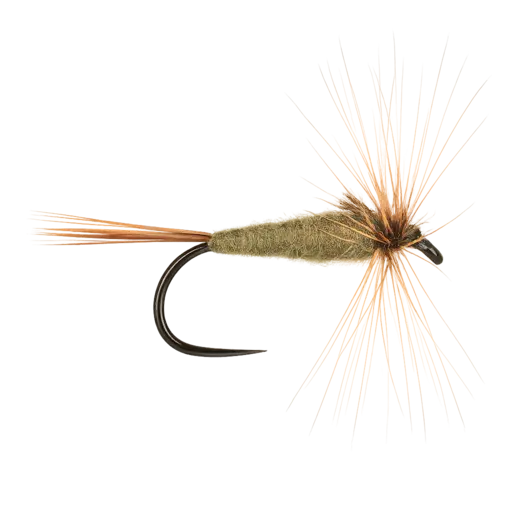 Olive Hare's Ear