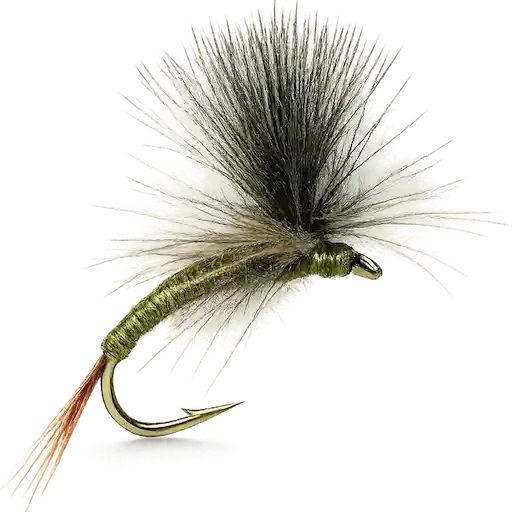 Parachute Olive